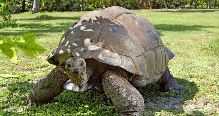 Grote schildpad op gras in een zonnige omgeving met bomen.