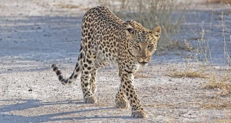 From the Cape to Windhoek - DIAMIR Erlebnisreisen 10