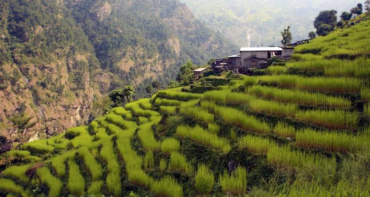 Terraced fields on a steep hillside