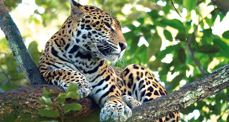 Un jaguar descansando en la rama de un árbol en la selva.
