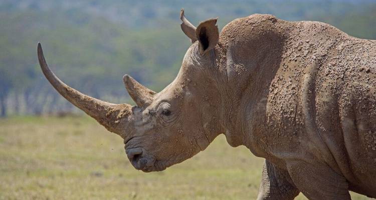 Del Masai Mara al Océano Índico - DIAMIR Erlebnisreisen 2