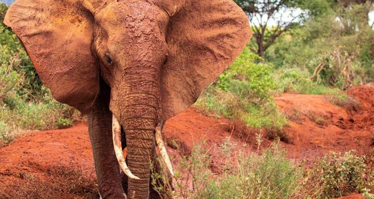 Del Masai Mara al Océano Índico - DIAMIR Erlebnisreisen 3