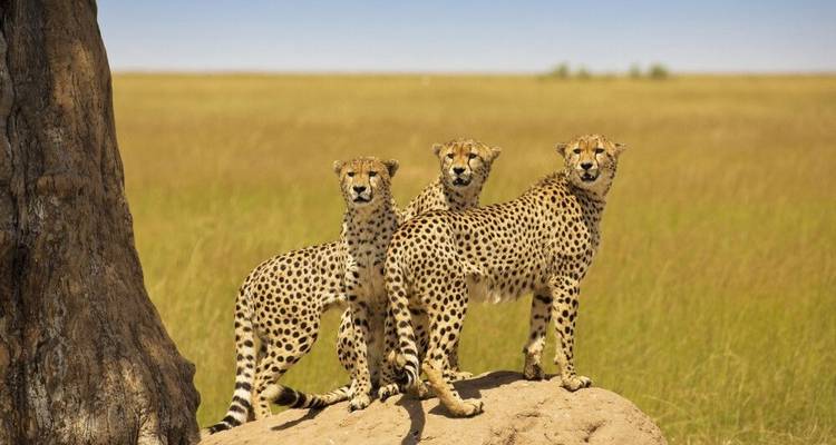 Del Masai Mara al Océano Índico - DIAMIR Erlebnisreisen 6