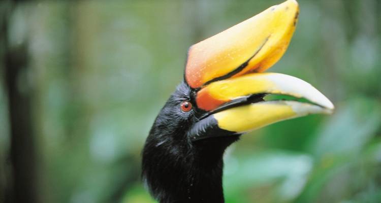 Nahaufnahme eines bunten Nashornvogels mit gelber und schwarzer Färbung.