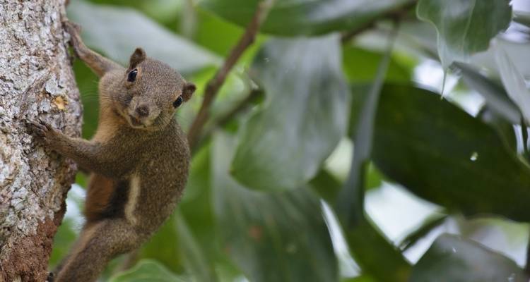 Eichhörnchen auf einem Baum mit einem verschwommenen grünen Hintergrund.
