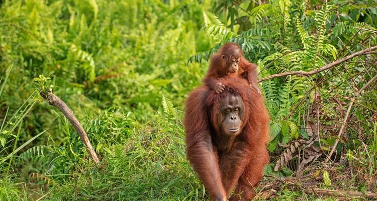 Orang-Utan mit Baby erkundet den Dschungel.
