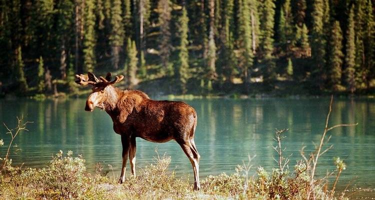 Los parques nacionales más bonitos del oeste de Canadá (18 destinations) - DIAMIR Erlebnisreisen 7