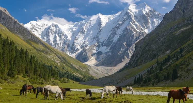 Horses grazing in a picturesque valley with snow-capped mountains.