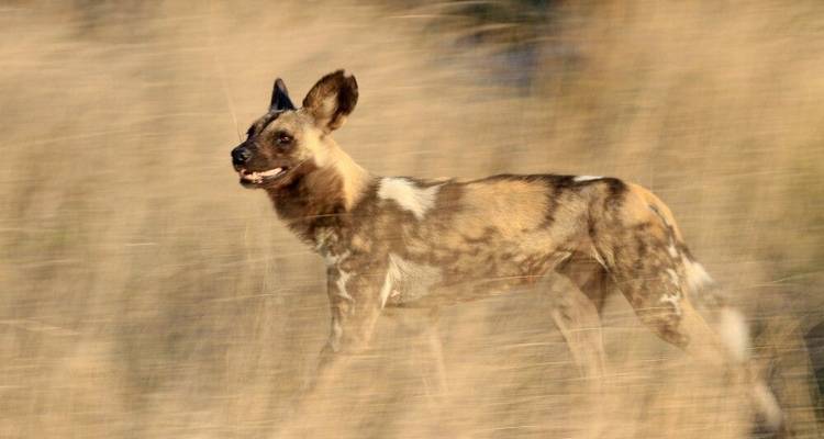 Safari au Botswana : les points forts - DIAMIR Erlebnisreisen 6