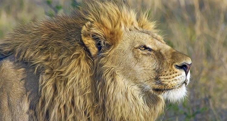Safari au Botswana : les points forts - DIAMIR Erlebnisreisen 8