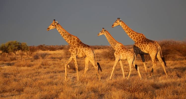 Three giraffes walking across the savannah