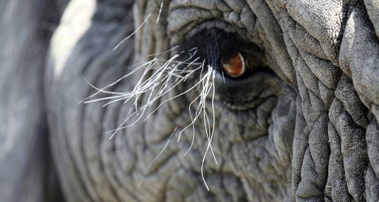 Close-up of an elephant's eye