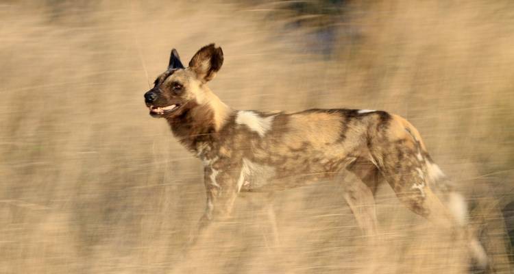 Wild dog in motion through tall grass