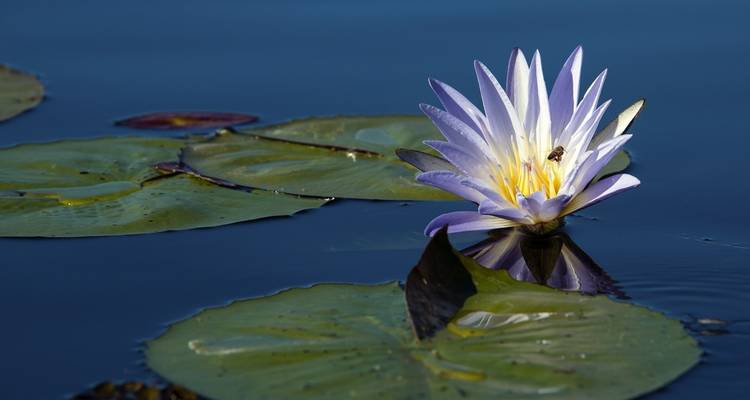 Water lily with a bee on a pond