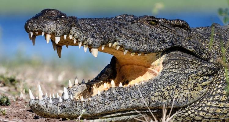 Crocodile with open mouth near water
