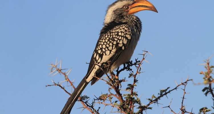 Hornbill perched on a thorny branch