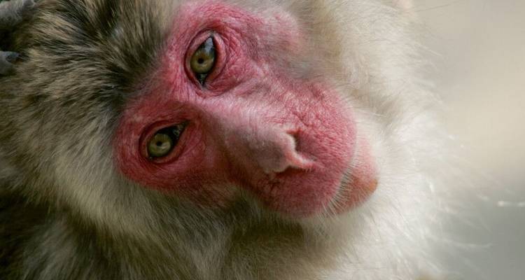 Macaques, Geishas and Fuji-san - DIAMIR Erlebnisreisen 7