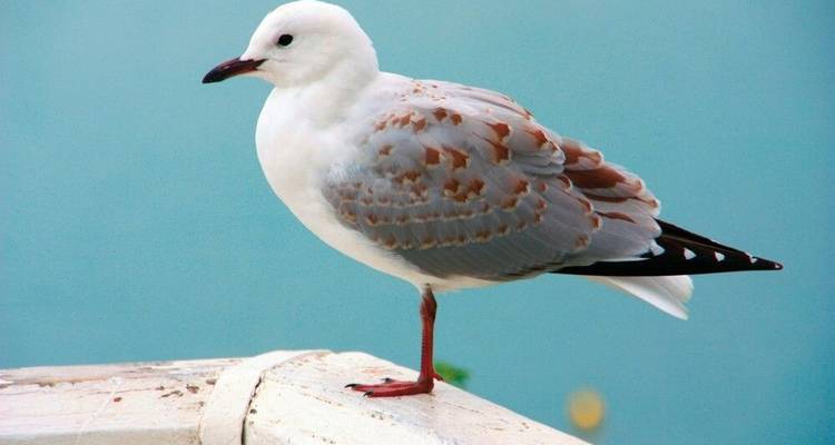 Les merveilles naturelles de la Nouvelle-Zélande - DIAMIR Erlebnisreisen 5