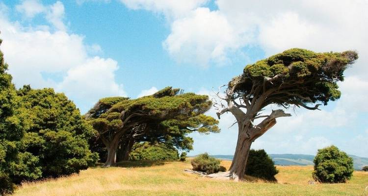 Les merveilles naturelles de la Nouvelle-Zélande - DIAMIR Erlebnisreisen 10
