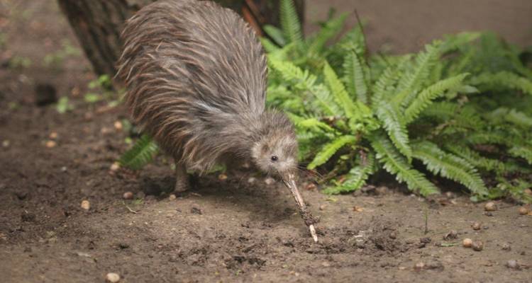 Kiwi-vogel foerageerend op de grond met varens eromheen.