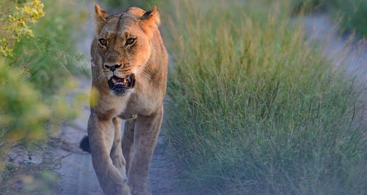Stalking in the Savannah and in a Dugout Canoe through the Delta - DIAMIR Erlebnisreisen 3