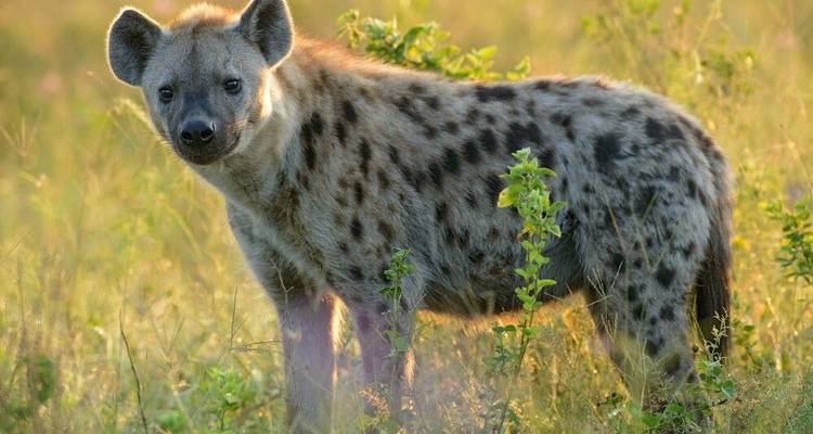 Stalking in the Savannah and in a Dugout Canoe through the Delta - DIAMIR Erlebnisreisen 7