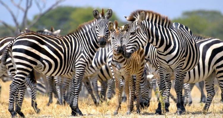 Monte Meru, Kilimanjaro, Safari, Zanzíbar - DIAMIR Erlebnisreisen 2