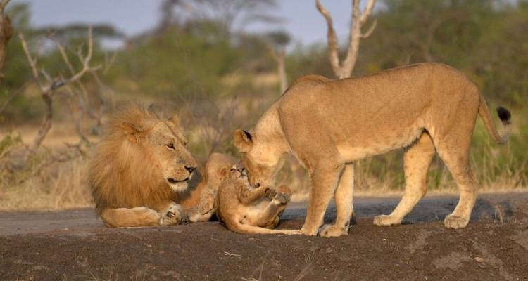 Monte Meru, Kilimanjaro, Safari, Zanzíbar - DIAMIR Erlebnisreisen 7