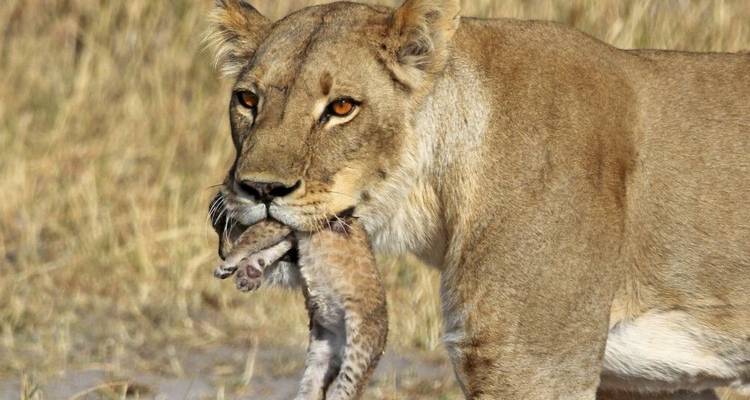 Monte Meru, Kilimanjaro, Safari, Zanzíbar - DIAMIR Erlebnisreisen 8