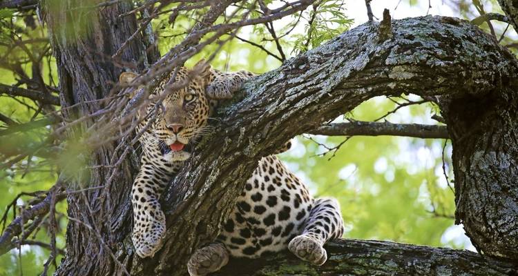 Leopard, der auf einem Ast mit hellem Laub ringsum liegt.