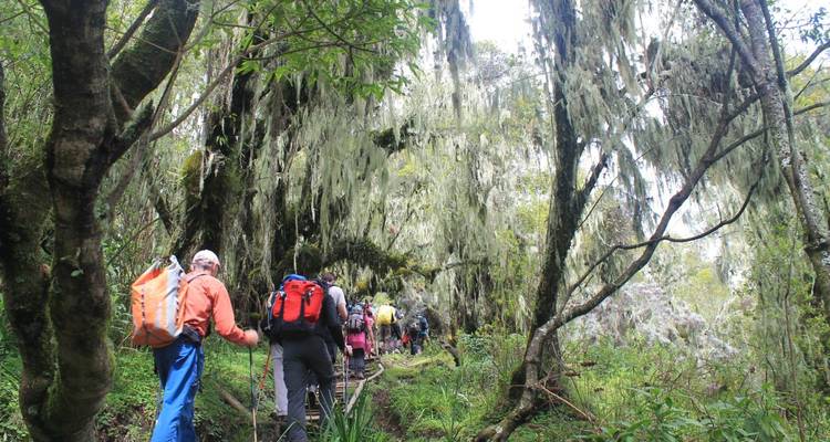 Un grupo de excursionistas caminando por un bosque cubierto de musgo.
