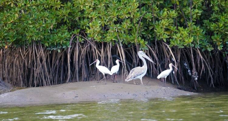 Mandinka, mangrove et mer - DIAMIR Erlebnisreisen 8