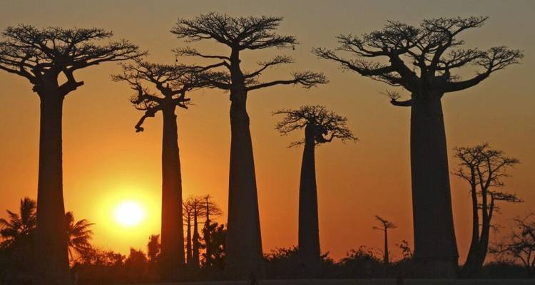 En tierra de baobabs y tsingy - DIAMIR Erlebnisreisen 3