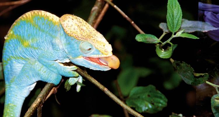 Close-up van een kleurrijke kameleon op een tak.
