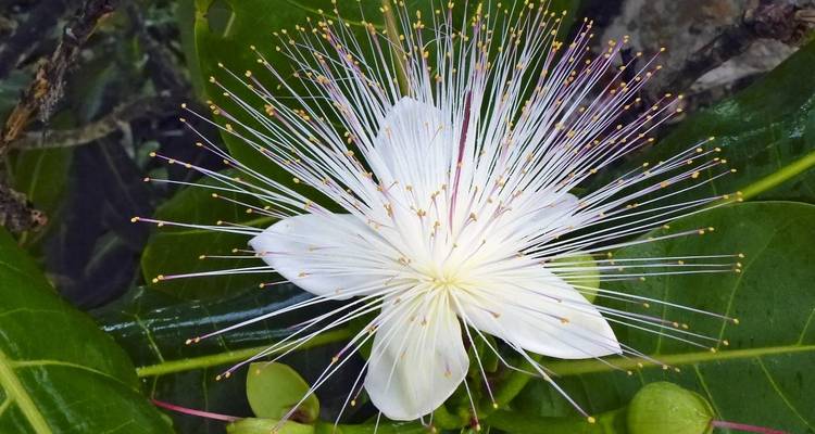 Close-up van een witte bloem met groene achtergrond.
