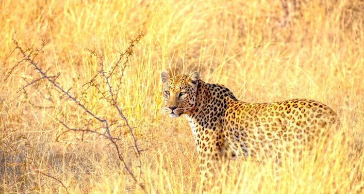 Leopard standing in tall grass in a savannah.