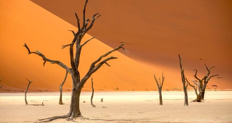 Dead trees in a desert with a dramatic shadow on the sand dune.