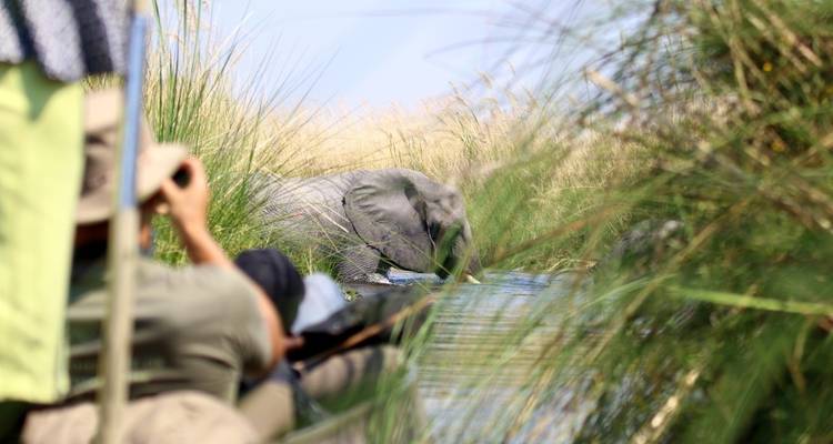 People in a boat observing an elephant in the reeds.