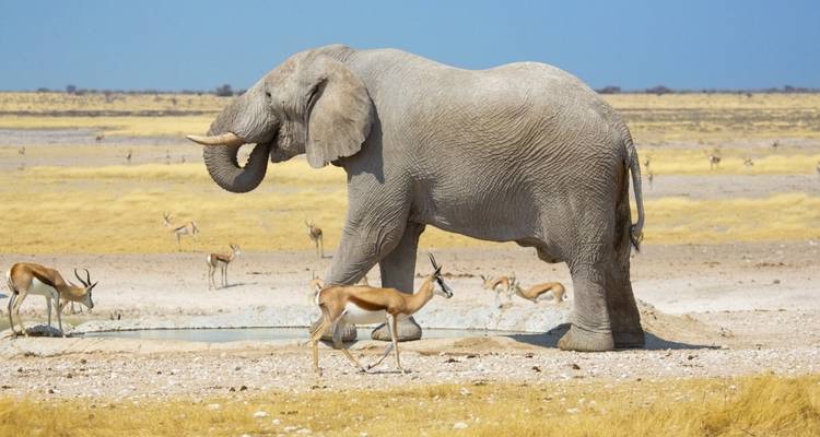 Elephant and antelopes at a waterhole in the savannah.