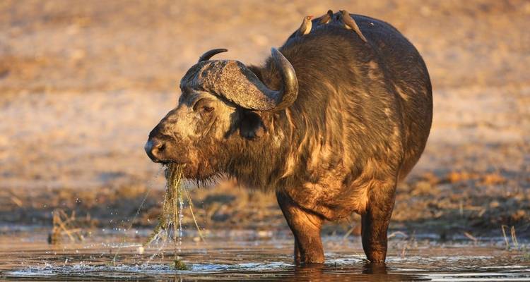 Buffalo drinking water with small birds on its back.
