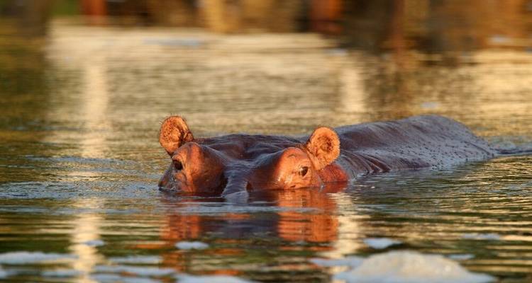 Immerse Yourself in the World of Primates - DIAMIR Erlebnisreisen 3