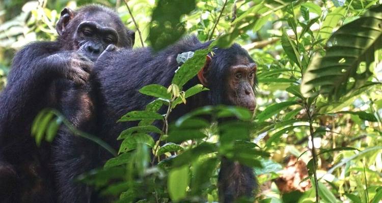 Immerse Yourself in the World of Primates - DIAMIR Erlebnisreisen 4