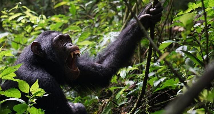 Immerse Yourself in the World of Primates - DIAMIR Erlebnisreisen 7