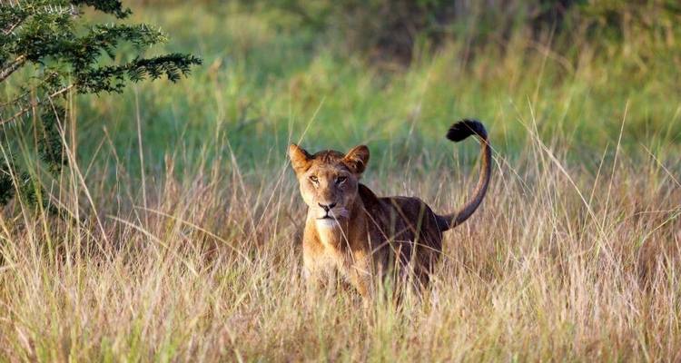 Immerse Yourself in the World of Primates - DIAMIR Erlebnisreisen 9