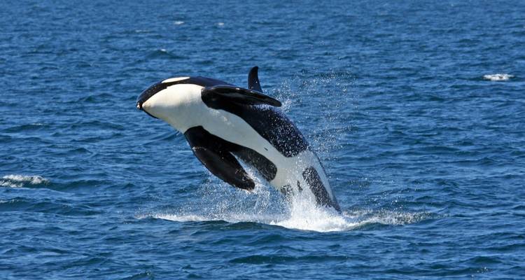 An orca whale breaching the surface of the water.