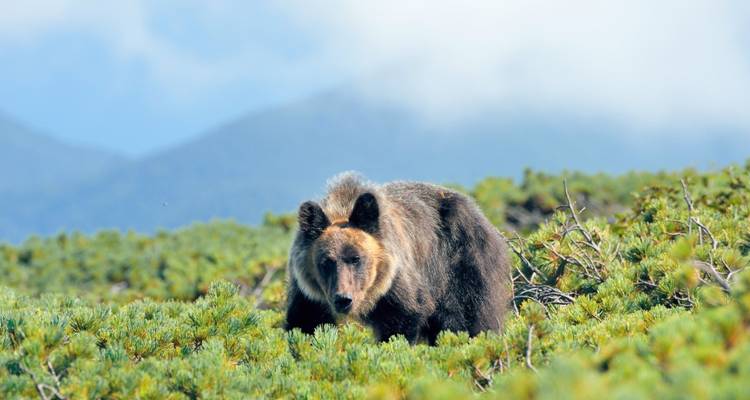 A bear walking through a dense patch of shrubs in a mountainous region.
