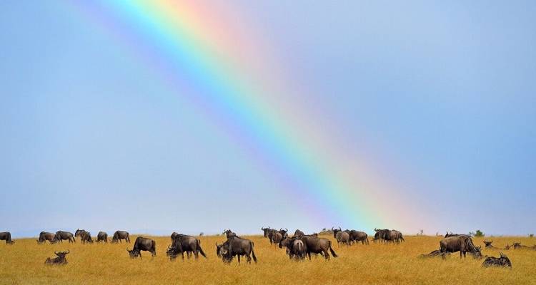Tras la pista de la gran migración animal (8 destinations) - DIAMIR Erlebnisreisen 5