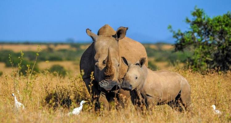Tras la pista de la gran migración animal (8 destinations) - DIAMIR Erlebnisreisen 2