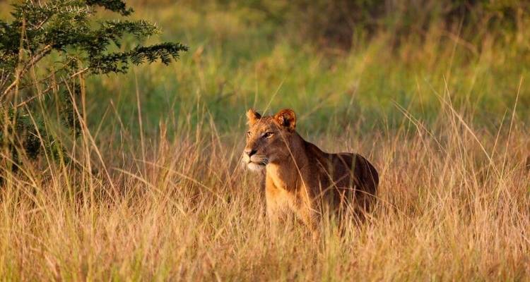 Tras la pista de la gran migración animal (8 destinations) - DIAMIR Erlebnisreisen 7