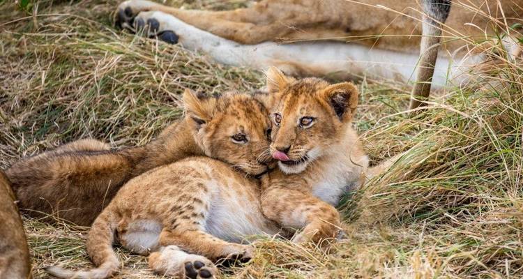 Tras la pista de la gran migración animal (8 destinations) - DIAMIR Erlebnisreisen 10
